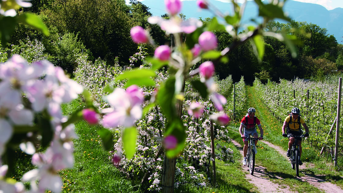 Frühling in Südtirol_Wandern_Apfelblüte
