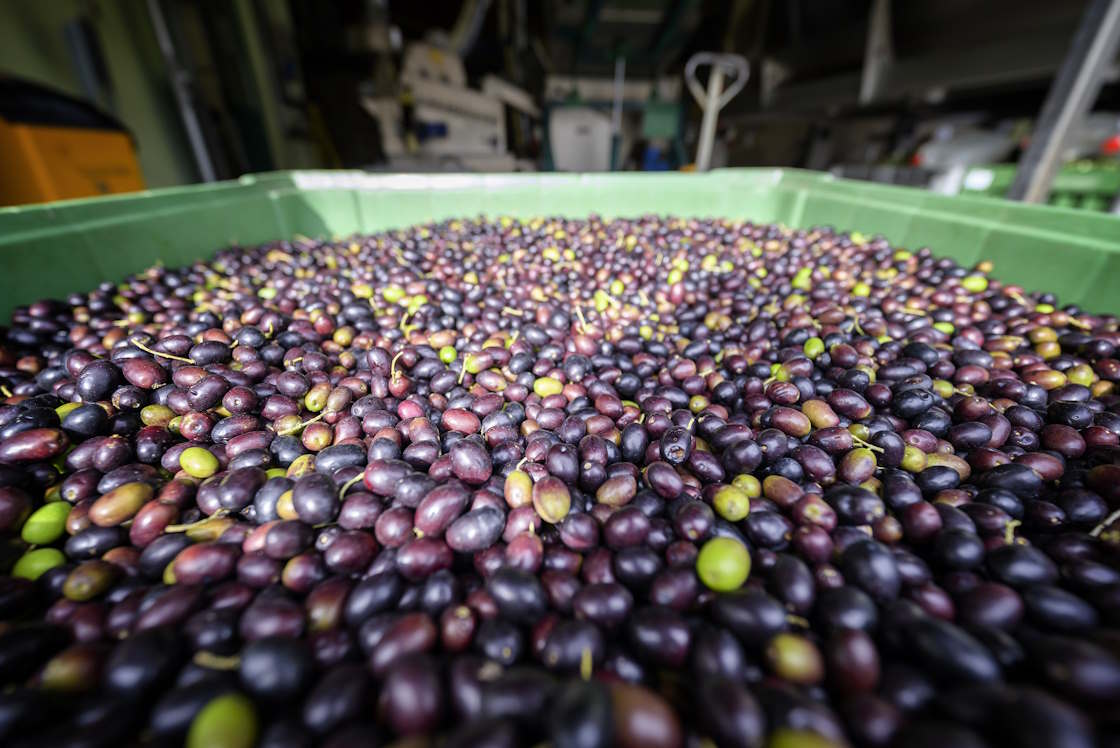 Récolte des olives au lac de Garde, vacances d'automne culinaires