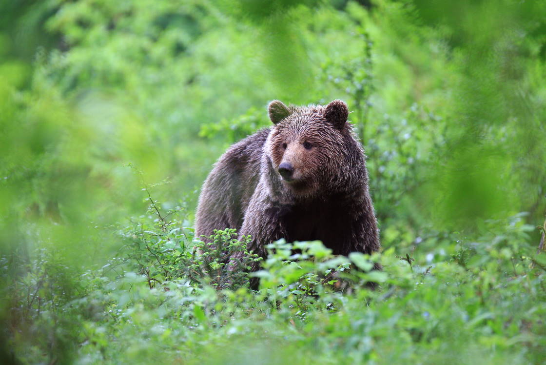 Bear watching in Slovenia