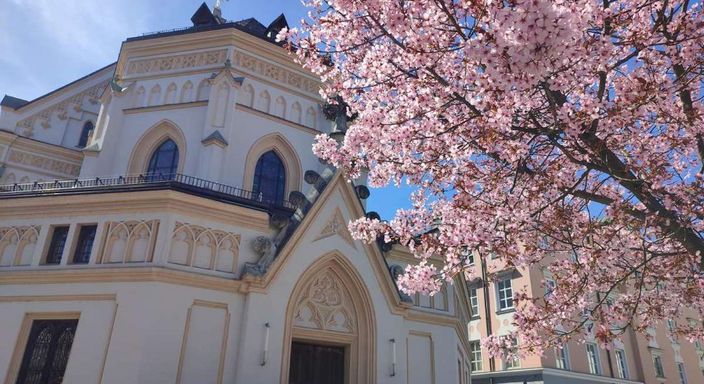 Chiemsee Alpenland, ciliegi in fiore a Rosenheim