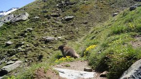 marmots alps switzerland saas fee spielboden