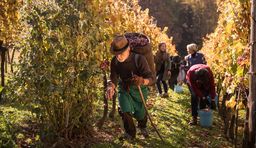 Wines Slovenia, wine growing regions, grape harvest