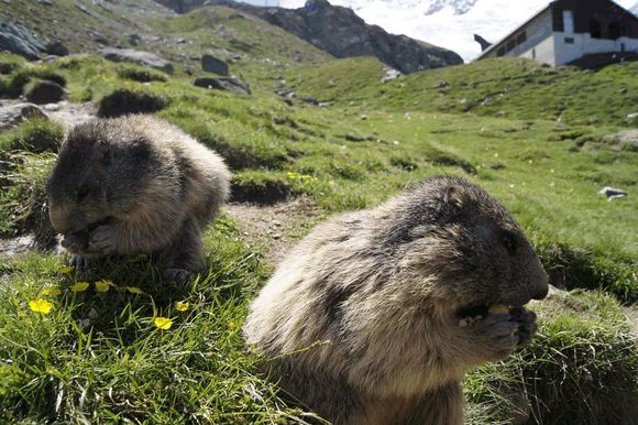 marmottes Alpes suisses saas fee spielboden