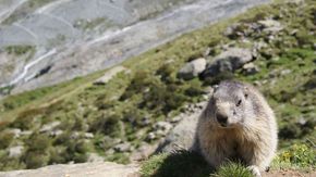 marmottes Alpes suisses saas fee spielboden