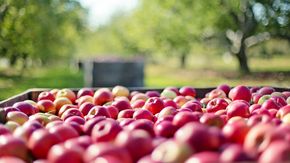 Il più grande mercato delle mele della Baviera