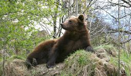 orso dello zoo alpino di innsbruck