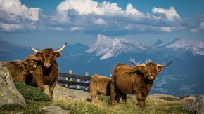 Bovini Highland scozzesi sulla malga Villanderer in Alto Adige