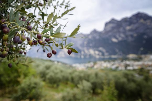 Olive harvest on Lake Garda, culinary autumn vacation